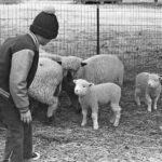 glimpses 02 feb 77 mathews 4h animals sheep0