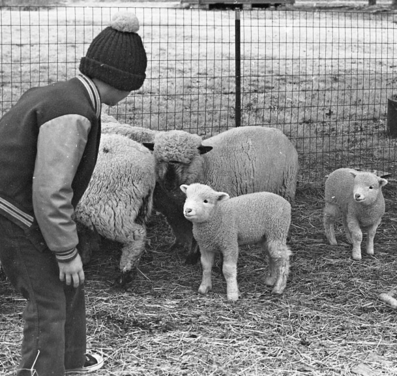 glimpses 02 feb 77 mathews 4h animals sheep0