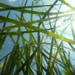 point vims upcoming programs