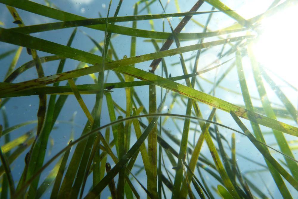 point vims upcoming programs