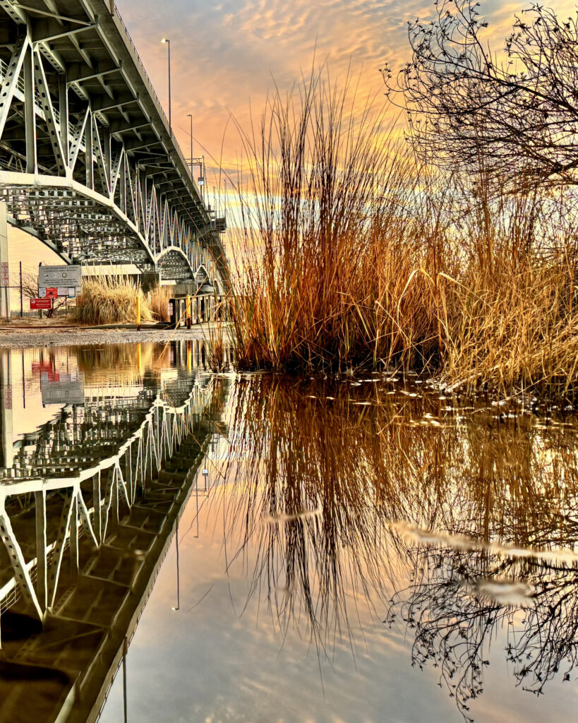 scenic springer 1