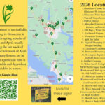 Daffodil Driving Tour 2026