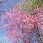 atwood cherry blossom rgb