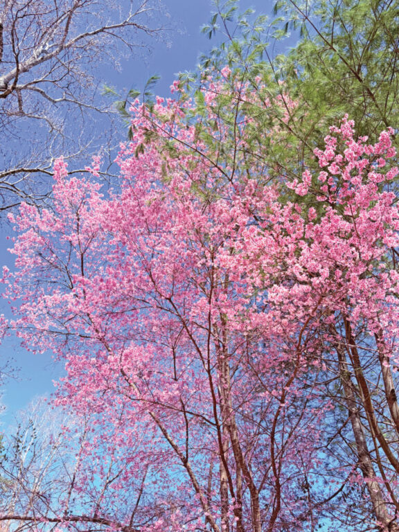 atwood cherry blossom rgb