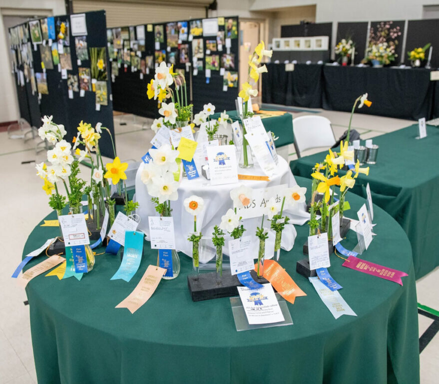 community daffodil show