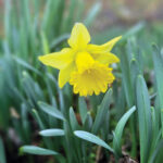 community garden tours rgb