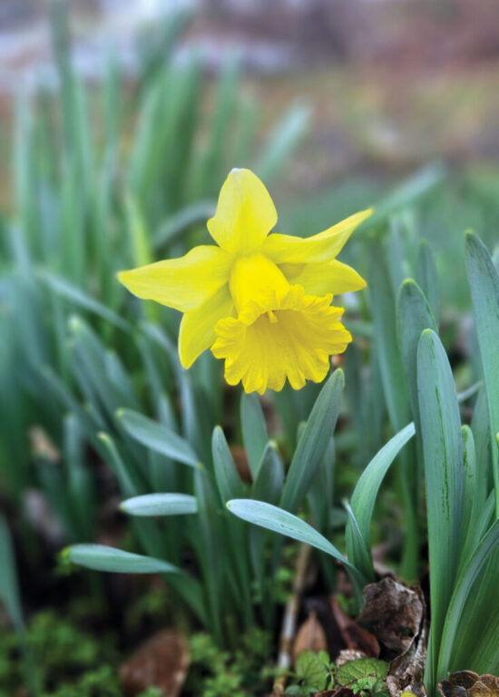 community garden tours rgb