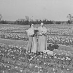 edit daffodil 1942 daffodil fields