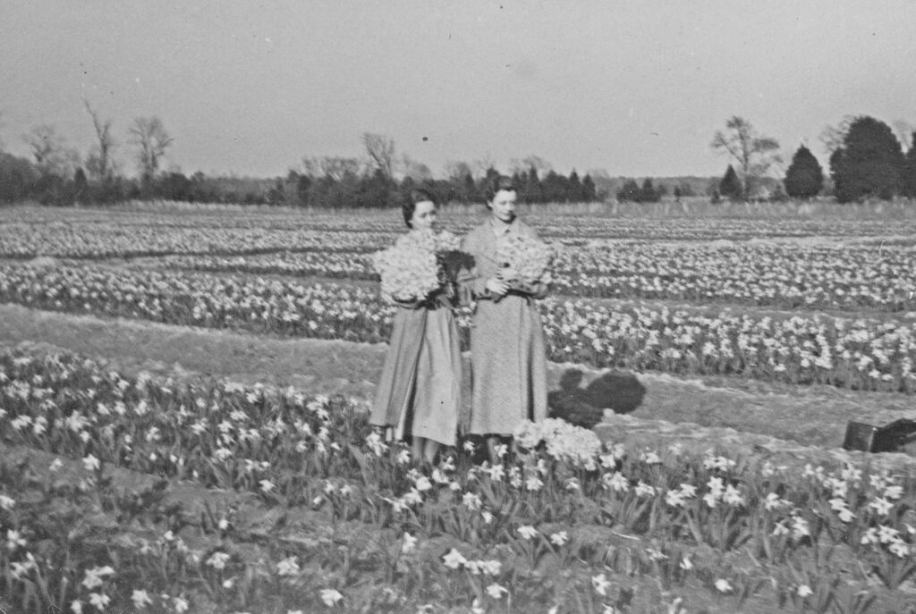edit daffodil 1942 daffodil fields
