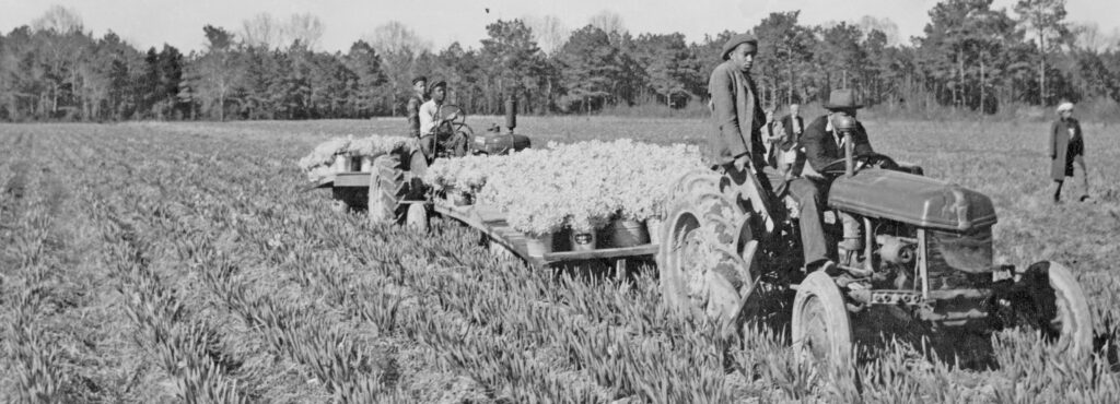 edit daffodil thomas story with tractor when where