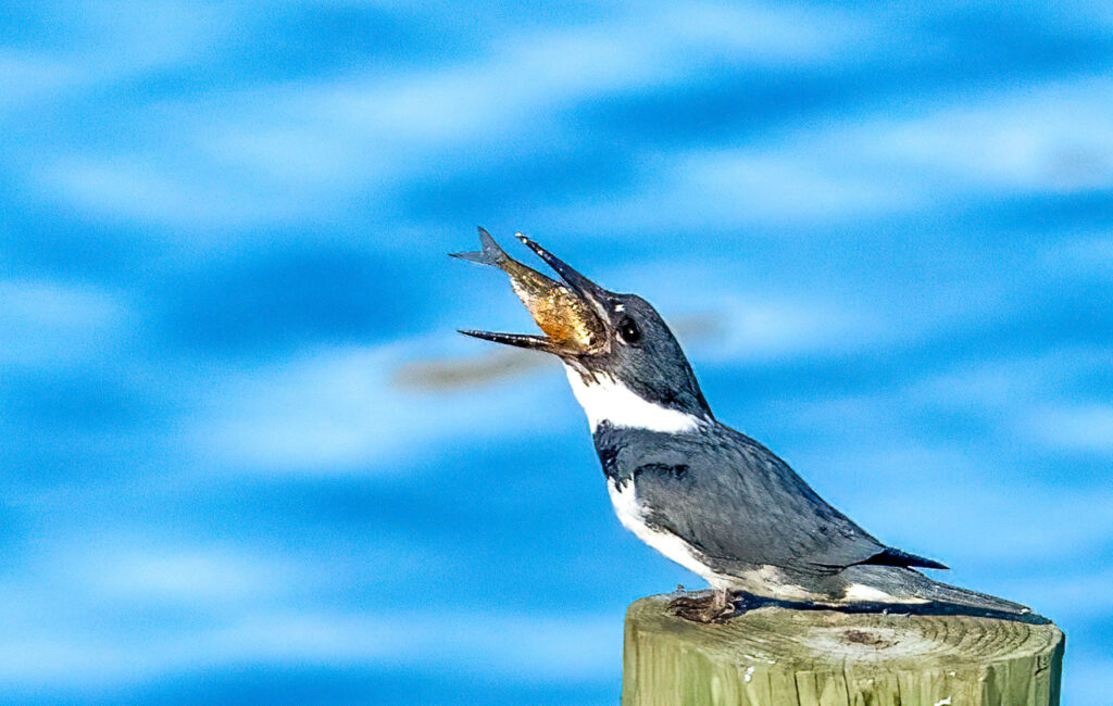 kingfisher waldrop (1)