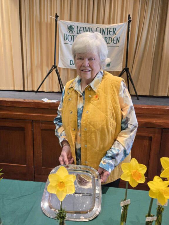 community daffodil club vds show winners bowditch