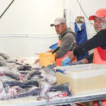 point sea farms blue catfish 1