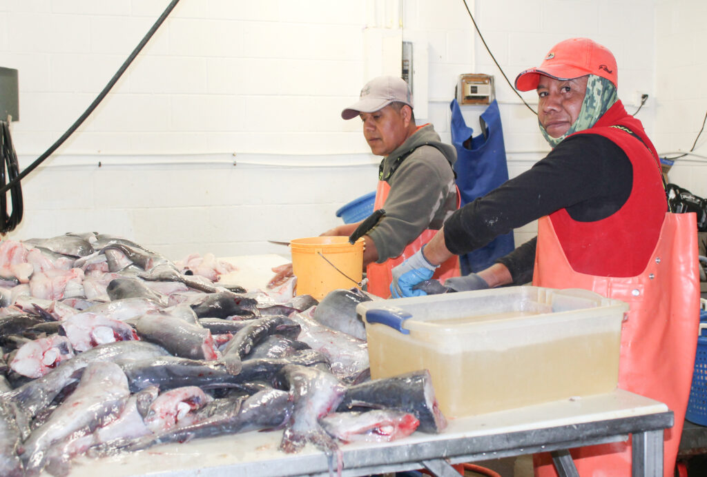 point sea farms blue catfish 1