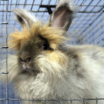 rgb Rabbitry_ Cassie