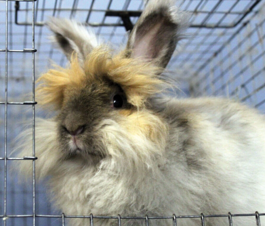 rgb Rabbitry_ Cassie