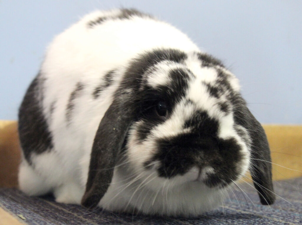 rgb Rabbitry_ Darla
