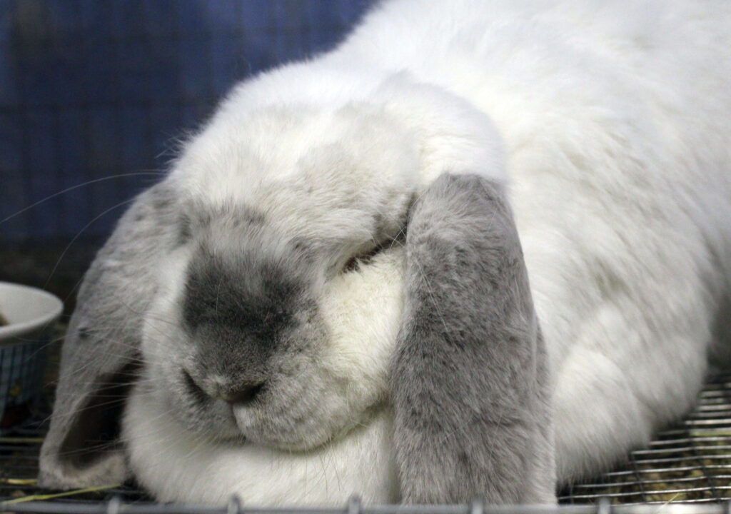 rgb Rabbitry_ Lily