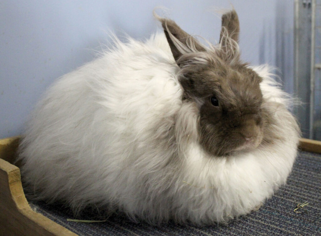 rgb Rabbitry_ Rosie