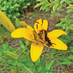 Tiger Swallowtail on Asiatic Lily rgb