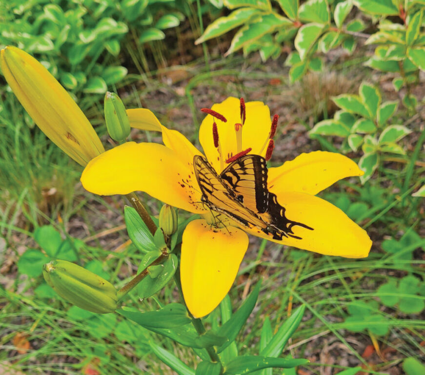 Tiger Swallowtail on Asiatic Lily rgb