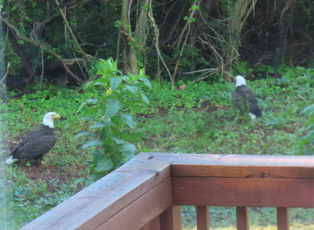 eagles king