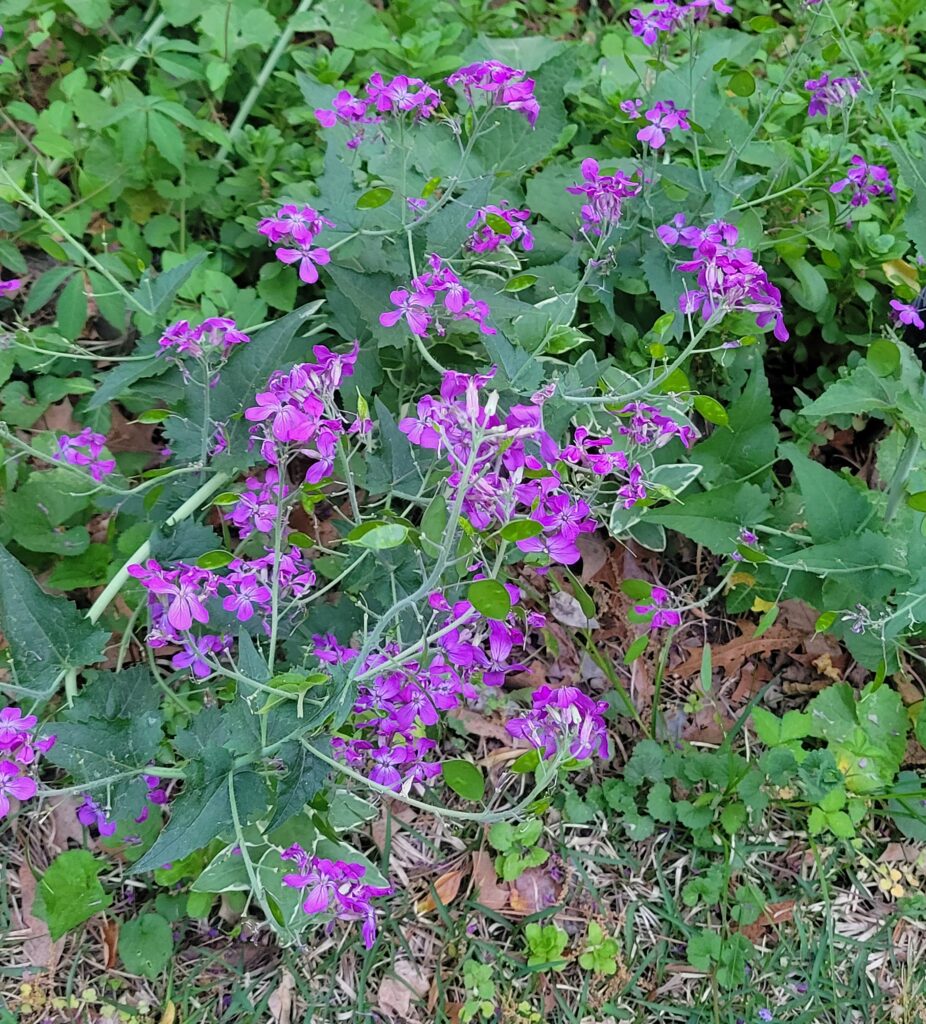 flower ackerson