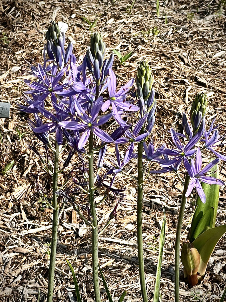 flower battle