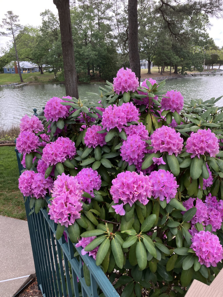 flower clark