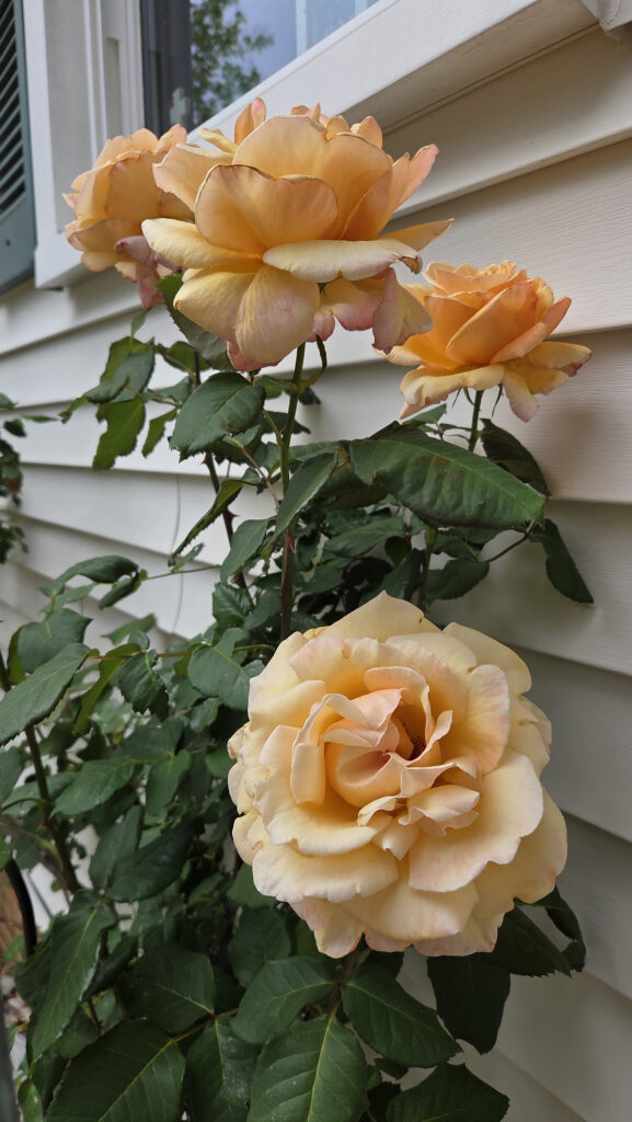 flower cullison
