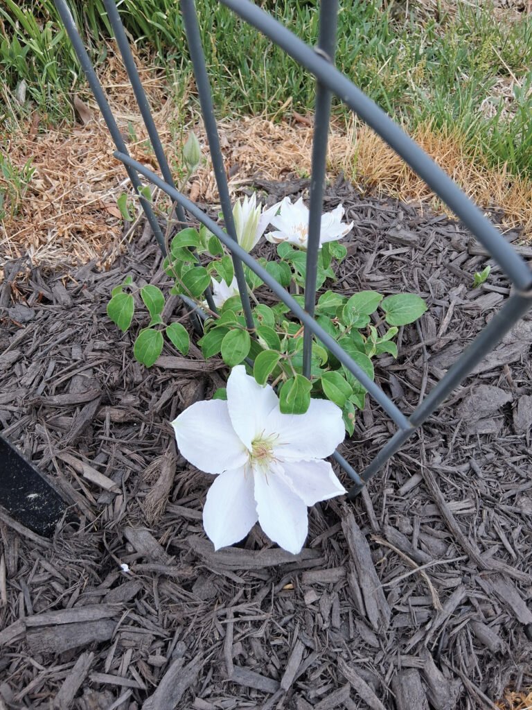 flower faison 2