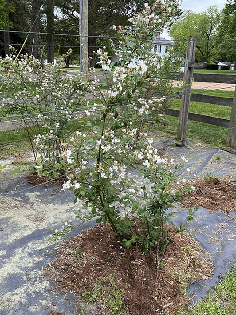 flower fitzgerald
