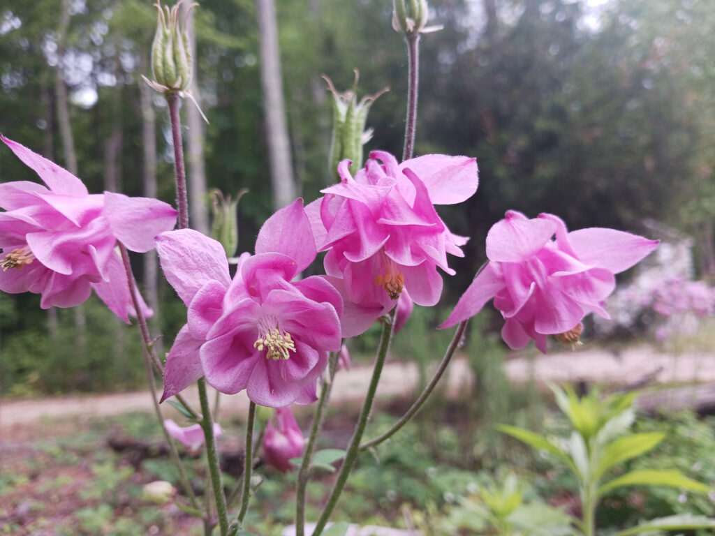 flower frantz