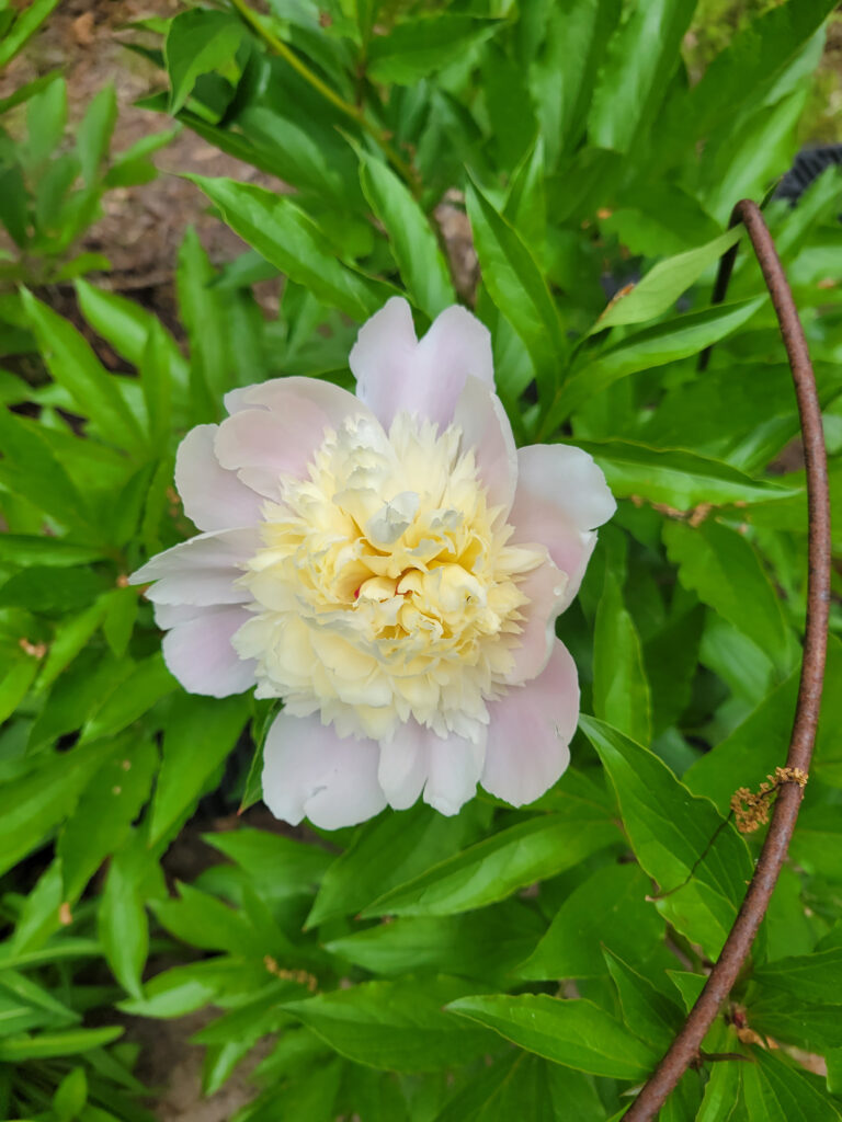flower moller