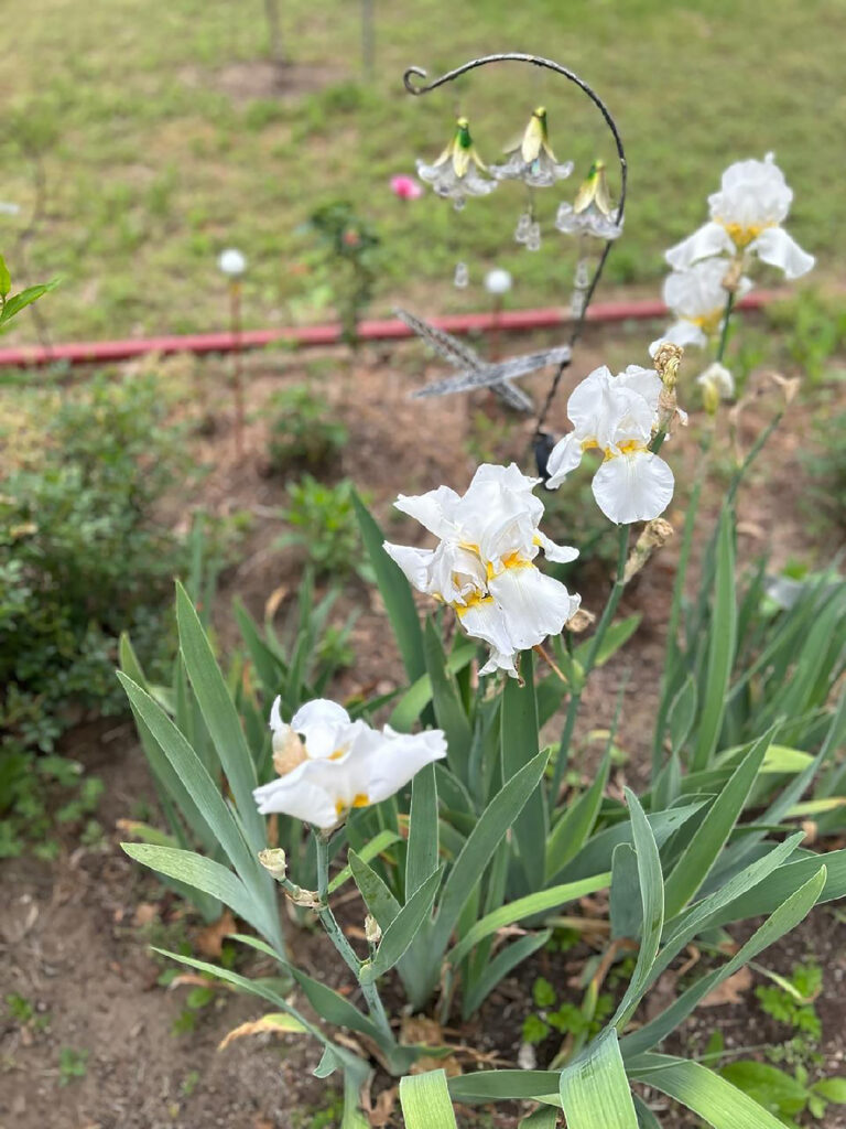 flower rowe 2