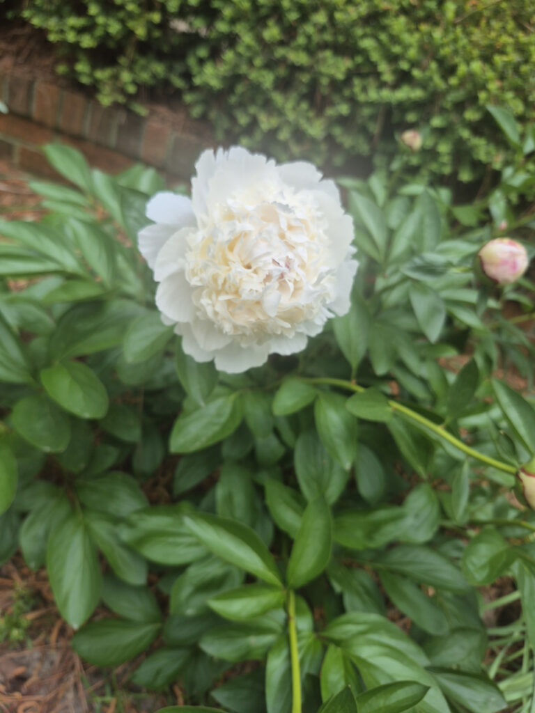 flower williams 1
