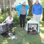 pet page feral cats 1