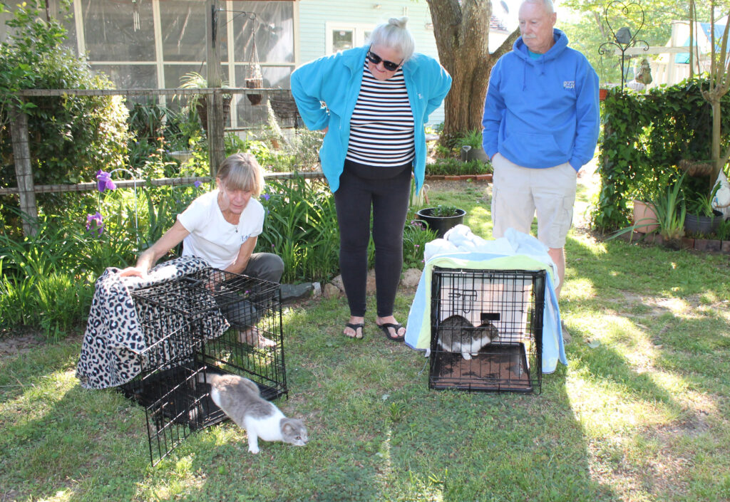 pet page feral cats 1