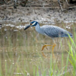 heron waldrop (1)