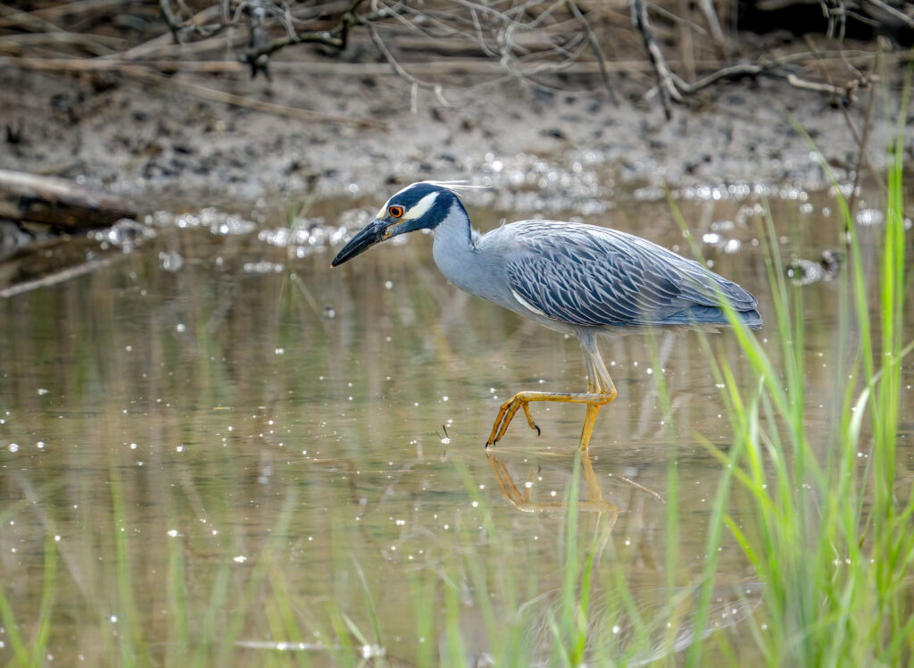 heron waldrop (1)