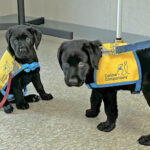 mathews canine companions