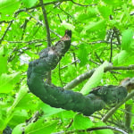 Black knot photo by Judith Williams