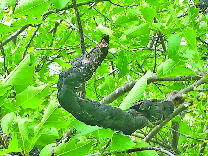 Black knot photo by Judith Williams