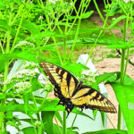 Boneset with Eastern Tiger Swallowtail
