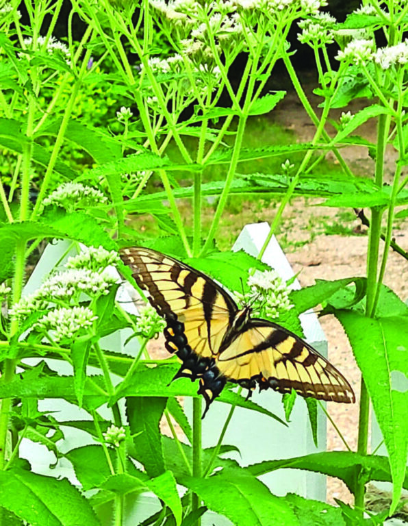 Boneset with Eastern Tiger Swallowtail