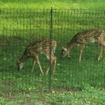 deer Mazzarese