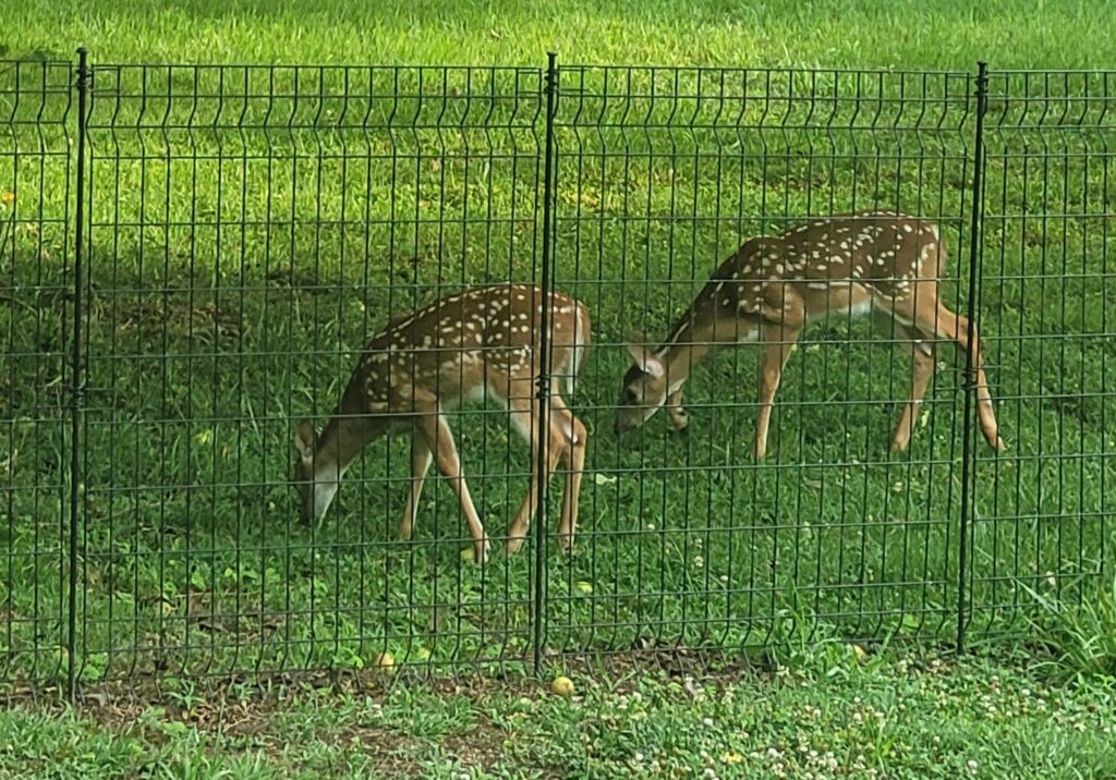 deer Mazzarese