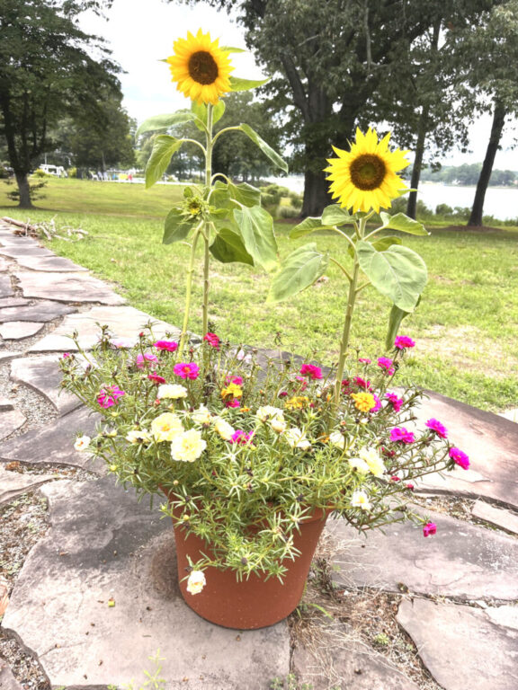 flower moorman