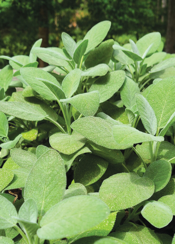 rgb 250 herbs Garden Sage