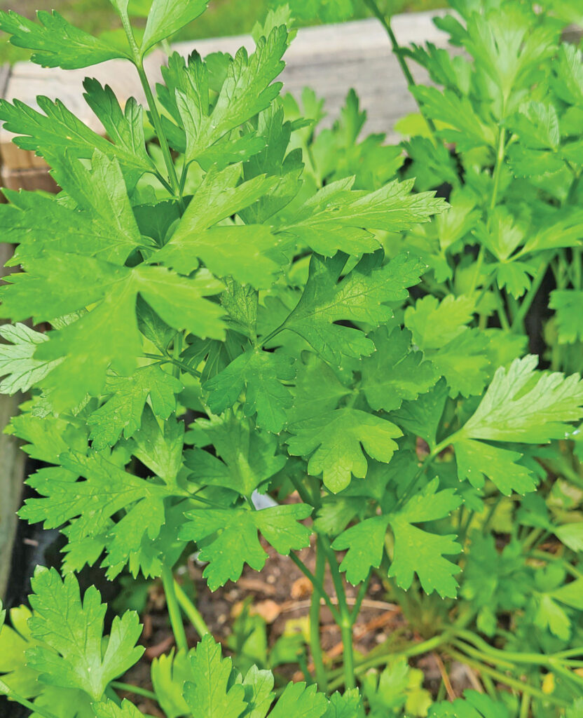 rgb 250 herbs Italian or flat-leafed parsley